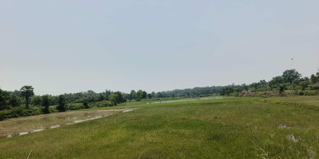 Forest and farm boundary