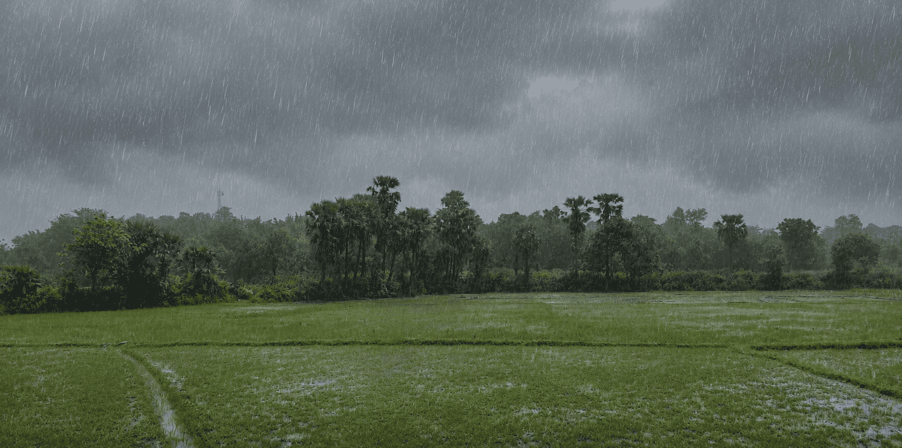 First Monsoon Rain: How the Farm Held Up